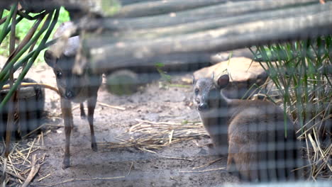 Duiker-in-enclosure-looking-at-camera,-slow-panning-shot-right-to-left