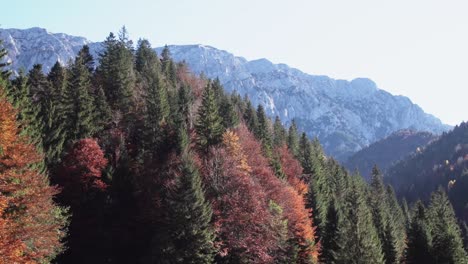 Autumn-Foliage-At-Mountainous-Forest-Terrain-Piatra-Craiului-Mountains-In-Brasov-County,-Romania,-Panning-Left-Shot