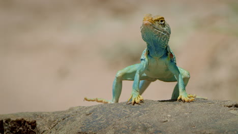 Low-Angle-Collared-Lizard-on-rock-looks-towards-camera-and-stands-up
