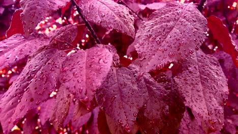 Red-leafs-tree-with-rain-droplets,-autumn-season