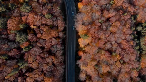Aerial-view-above-traffic-on-a-road,-in-middle-of-fall-foliage-trees,-sunny,-autumn-day---top-down,-drone-shot