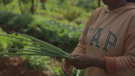 Female-farmer-cleans-off-freshly-harvest-green-onions-in-a-vegetable-crop-field