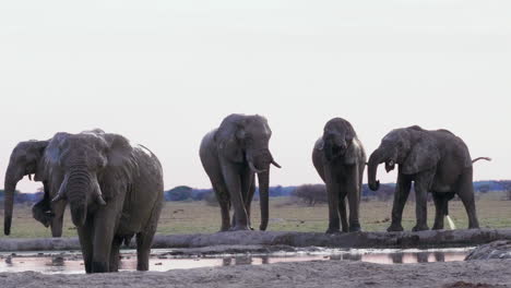Elefantes-Salvajes-Bebiendo-Juntos-Junto-Al-Pozo-De-Agua-En-El-Parque-Nacional-Nxai-Pan,-Botswana---Plano-Medio