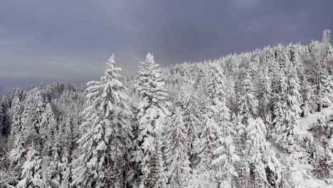Coniferous-Treetops-Thickly-Covered-With-Fresh-Snow-On-Forest-Park-During-Winter
