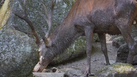 Slow-motion-shot-of-wet-and-muddy-deer-looking-for-food-between-rocks-in-nature