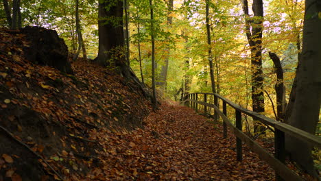Pfad-Im-Herbstwald