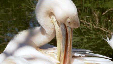 Pelikan-bird-cleaning-skin-during-sunny-day-at-natural-lake-in-nature