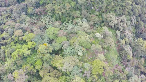 drone-flight-over-a-rain-forest-in-the-municipality-of-Córdoba,-Veracruz,-Mexico