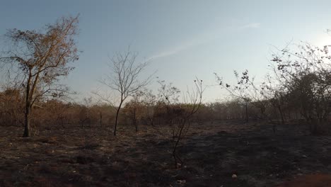 Verbrannte-Gebiete-Der-Savannenlandschaft