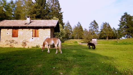 Horses-grazing-and-enjoying-staying-outdoors