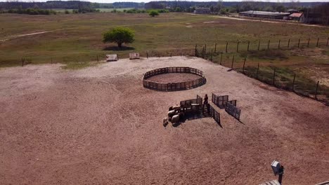 Aerial-view-of-a-Pumi-shepherd-dog-being-trained-to-guide-cattle