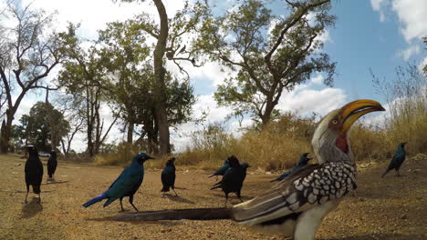 Flock-of-Cape-Glossy-Starling-and-Yellow-Billed-Hornbill-Waiting-For-Food-Candid-Camera-Close-Up