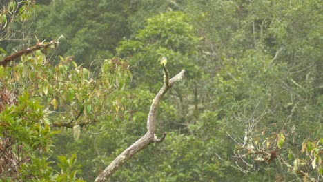 Great-Kiskadee-Perched-On-Branch-In-Rainforest-In-Costa-Rica