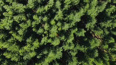 Top-down-rising-flying-above-treetops-on-a-beautiful-green-pine-woodland-background-at-daytime
