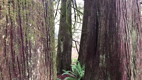 Sehr-Große-Und-Alte-Braune-Bäume-Wachsen-In-Einem-Regenwald-In-Kanada-Mit-Grünen-Farnen-Auf-Dem-Boden