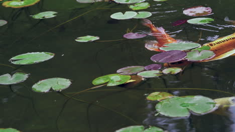 Koi-fish-with-warm-colors-swim-through-green-waters-and-under-Lilly-pads