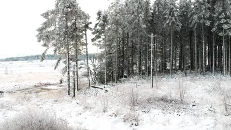 A-snow-covered-field-and-pine-tree-forest-are-revealed-from-a-rising-drone