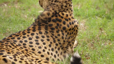 Tilt-Down-and-Tilt-Up-of-Spotted-Cheetah-Back-Laying-in-Grass,-Kragga-Kamma