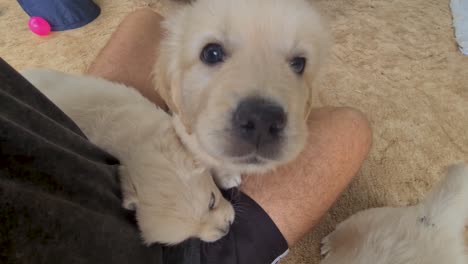 Golden-Retriever-Welpe-Sitzt-Auf-Dem-Schoß-Und-Ist-Neugierig