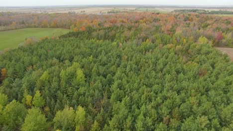 aerial-drone-shot-of-green-pine-forest