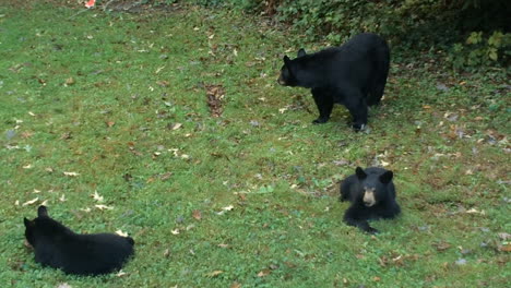 Schwarzbärenfamilie-Isst-Und-Ruht-Sich-Im-Hinterhof-Oder-Haus-In-Hendersonville-North-Carolina-Aus