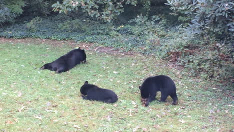 Schwarzbärenfamilie-Isst-Und-Ruht-Sich-Im-Hinterhof-Oder-Haus-In-Hendersonville-North-Carolina-Aus