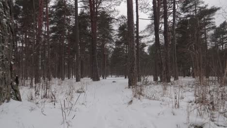 Aufnahme-Eines-Waldweges-Mit-Schneefall-Im-Winter-Beim-Vorwärtsgehen-Mit-Einem-Gimbal
