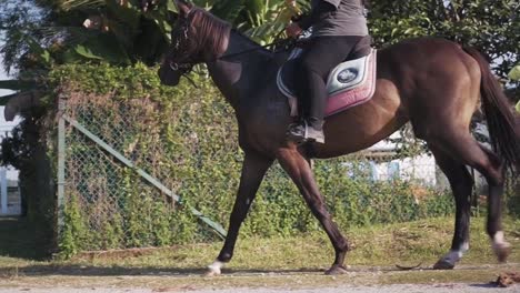 Vista-Lateral-De-Un-Jinete-Montando-Un-Caballo-Marrón-Oscuro-En-Un-Día-Soleado