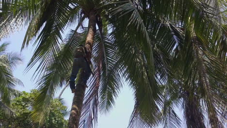 El-Podador-De-árboles-Costarricense-Vuelve-A-Subir-Lentamente-Por-Una-Palmera-Alta-Después-De-Recortarla-En-Las-Playas-De-Arena-De-Punta-Banco,-Costa-Rica