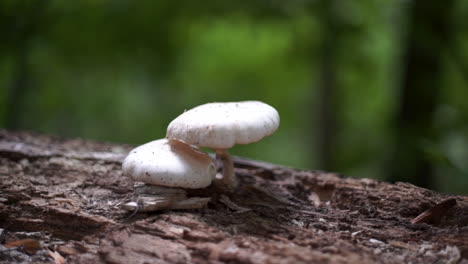 Close-up-of-a-white-mushroom-in-a-swedish-forrest-with-blurred-background
