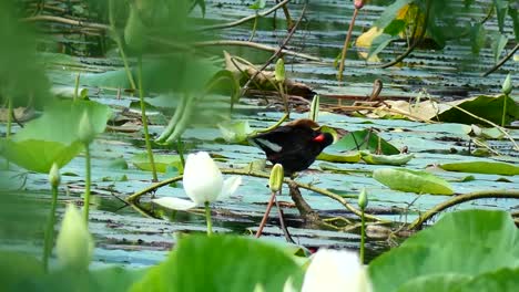 Purple-Swamp-hen-...