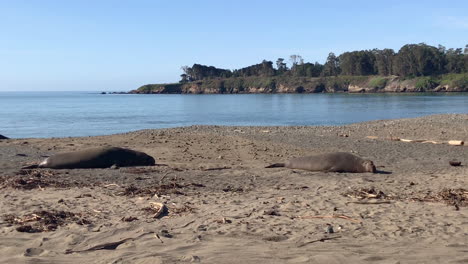 Zwei-Seeelefanten-Am-Strand-Von-San-Simeon-In-Zentralkalifornien