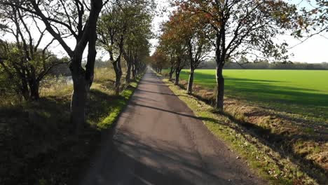 Avenue-in-Odsherred,-Denmark,-with-beautiful-autumn-coloured-trees-and-green-fields-around-narrow-road
