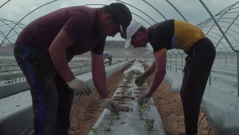 Workers-on-fruit-farm-planting-young-strawberry-plants-in-black-plastic-mulch