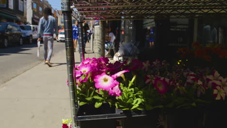 Bright-pink-petunias-on-display-at-a-farmer's-market-flower-stand