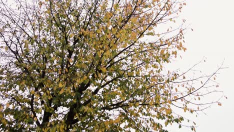 Tilt-up-camera-movement-to-see-autumn-tree-with-yellow-leaves-falling-by-windfall-action