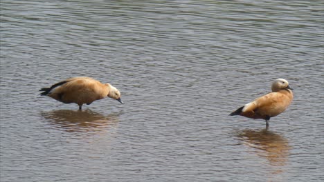 Ruddy-Shelduck-Ruddy-Shelduck-Ruddy-Shelduck