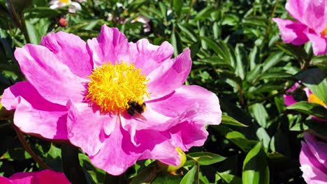 Bumblebee-taking-honey-and-nectar-from-pink-flower