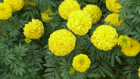 Schöne-Gelbe-Blumen-Im-Thailändischen-Nationalpark---Lumpini-Park-Bangkok