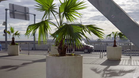 Lush-green-palm-tree-waves-in-the-wind-with-light-traffic-in-the-background