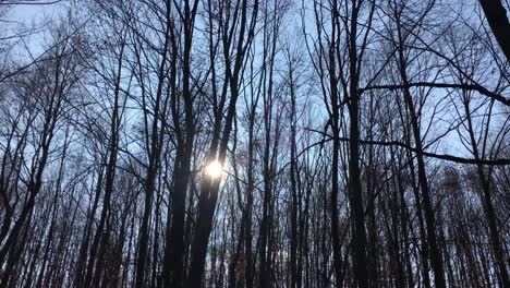 Walking-on-a-forest-road-with-the-sun-up-in-the-sky-and-the-sunlight-getting-through-the-tree-branches-on-early-spring-season