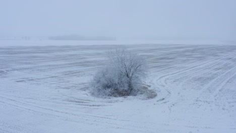 Flying-around-small-tree-bush-in-the-winter