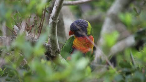 Pull-focus-reveal-of-solitary-Rainbow-Lorikeet-bird-sitting-in-tree,-tilting-its-head