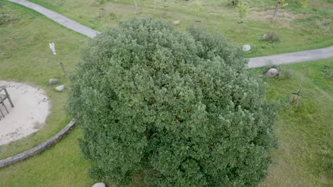 Man-playfully-walking-around-a-large-tree-in-a-park,-Drone-Shot