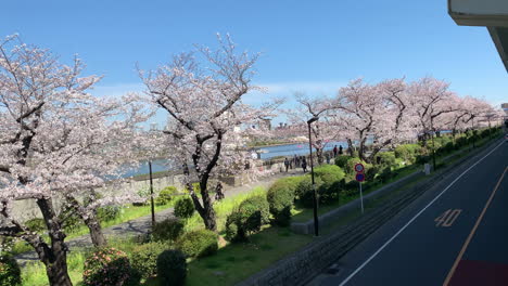 Gente-Caminando-Por-El-Río-En-El-Parque-Sumida-Con-Flores-De-Cerezo