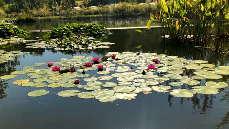 Lotus-flowers-on-pond