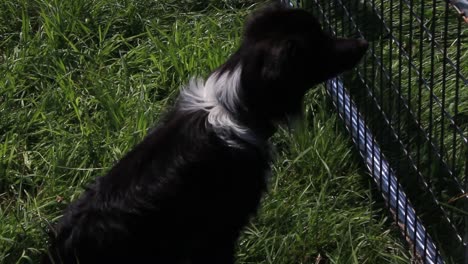 Ein-Border-Collie-Hütet-Eine-Schafherde-In-Harpswell,-Maine