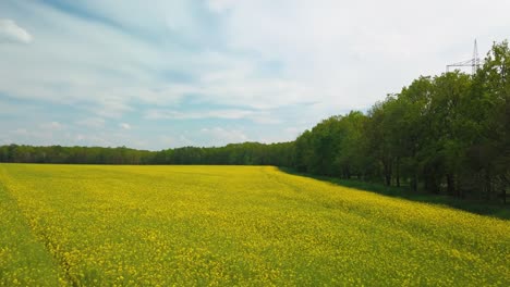 Aerial-view-of-blooming-canola-field-next-to-forest-with-road-in-the-background