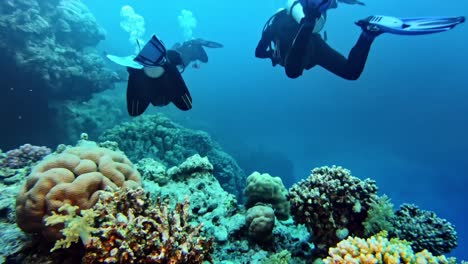 Divers-swimming-above-colorful-coral-reef