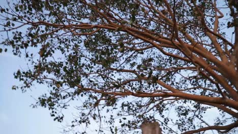 árbol-Ashwatha-Encontrado-En-El-Templo-Shree-Narahari-Sadashiiva,-Dk-Ka-India